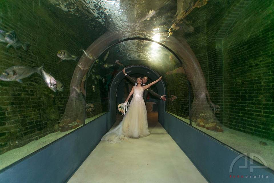 Dentro l'acquario