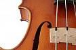 Violino