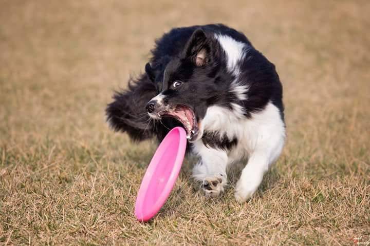 Sara Grecchi - Wedding Dog Sitter