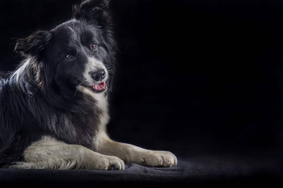 Border Collie