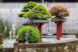 Centro Bonsai Iodice