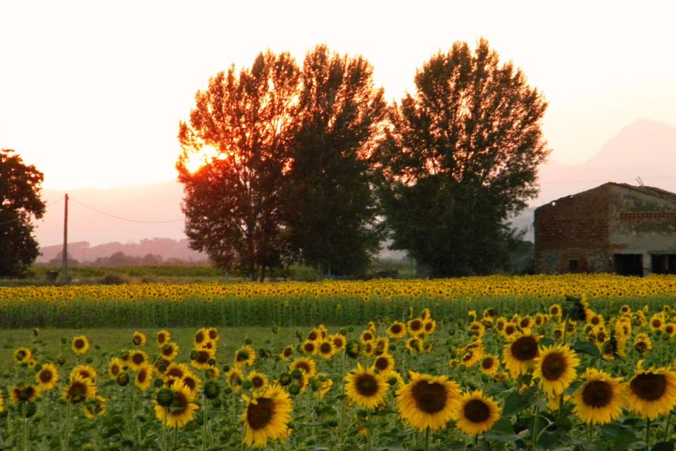 Fattoria Settepassi