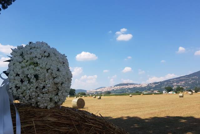 Amarsi di Pettirossi Valentina