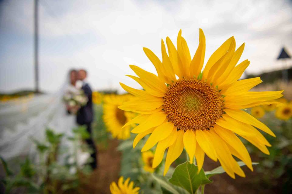 Girasole-e-sposi