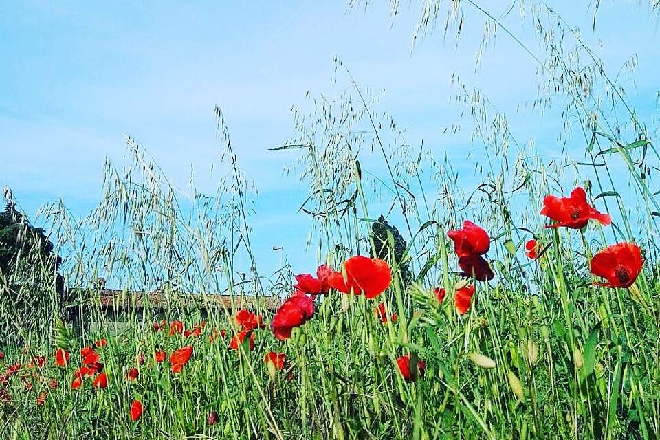 Iseo Mongolfiere