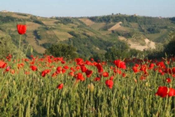 Campo in fiore