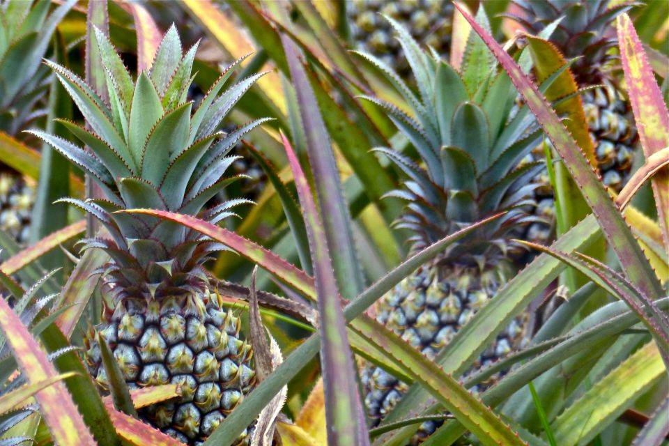 Piantagioni di ananas