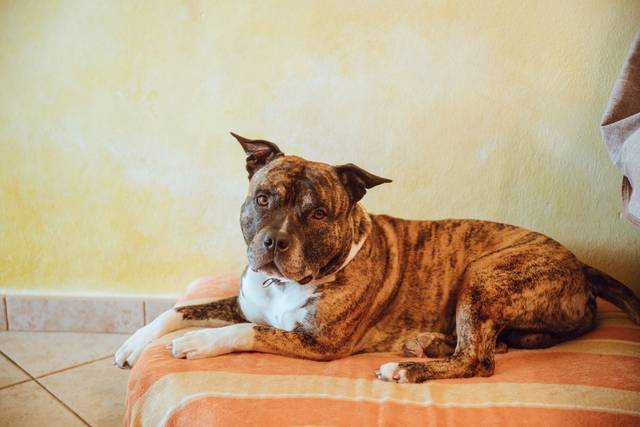 Matrimoni e cani