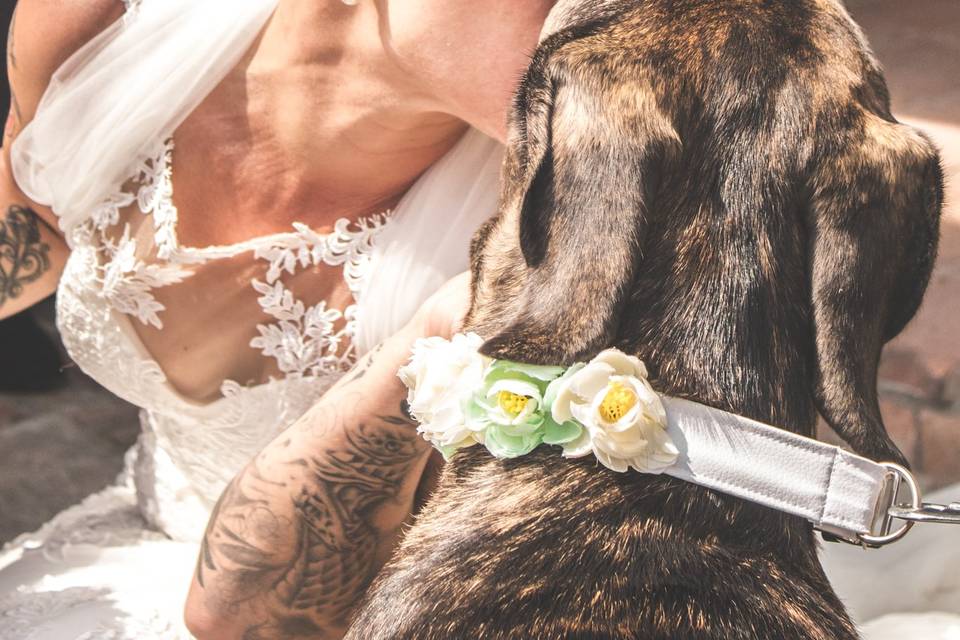 Matrimoni e cani