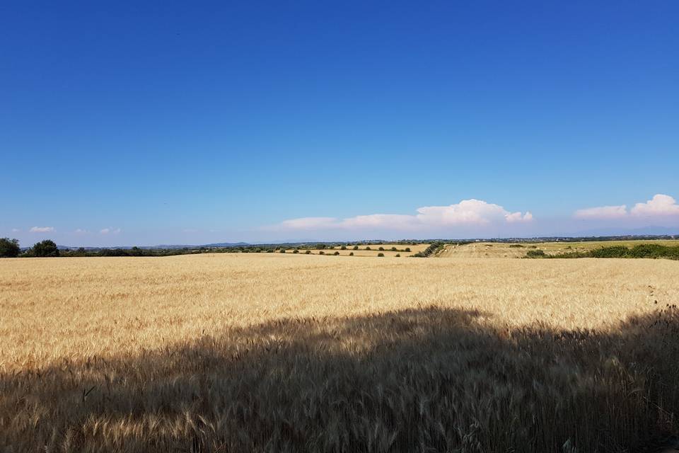 Tenuta di Boccea