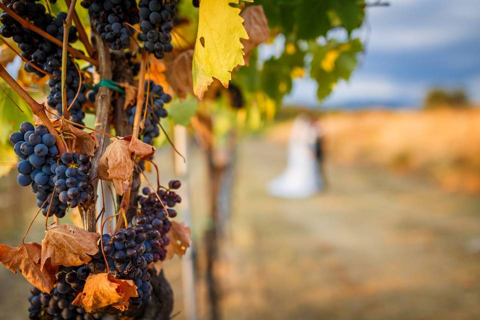 Matrimonio in vigna