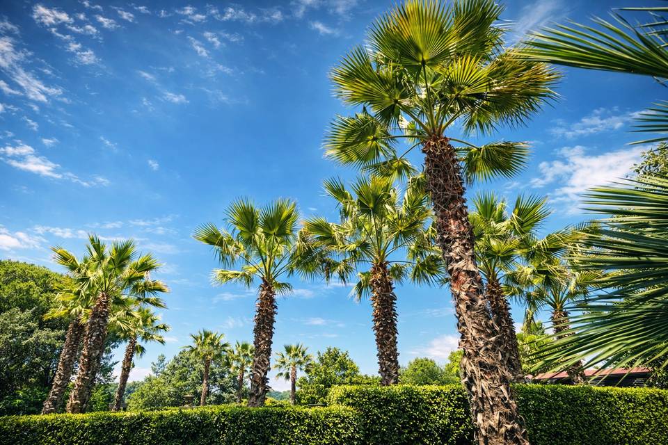 Magnolia Resort, Palme.