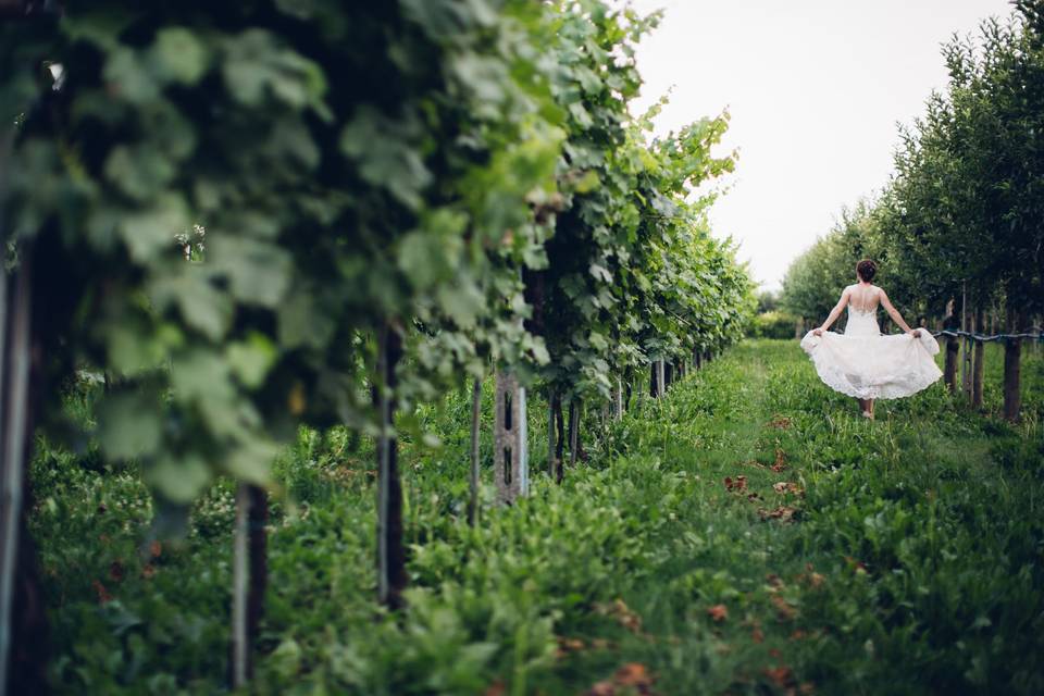 Passeggiata tra le Vigne