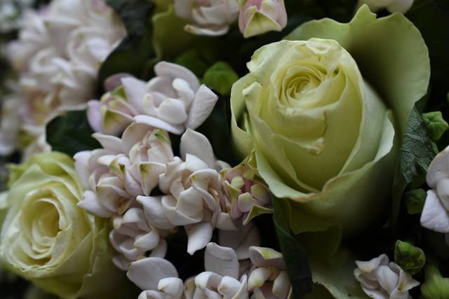 Particolare della rosa