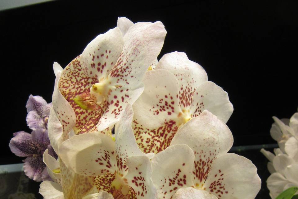 Vanda