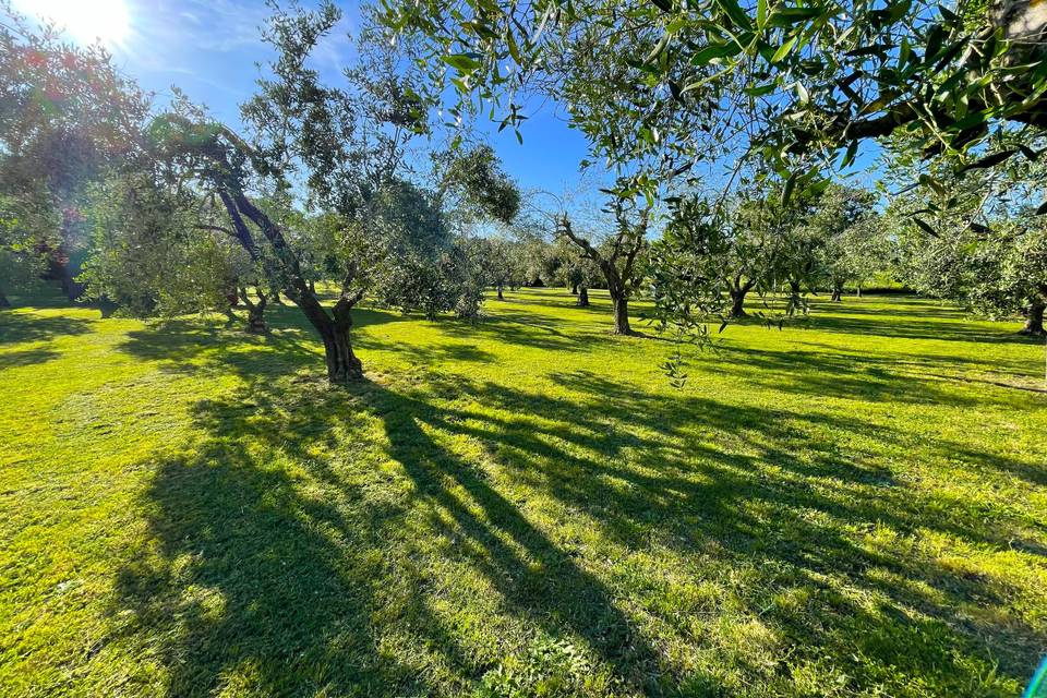Parco con olivi