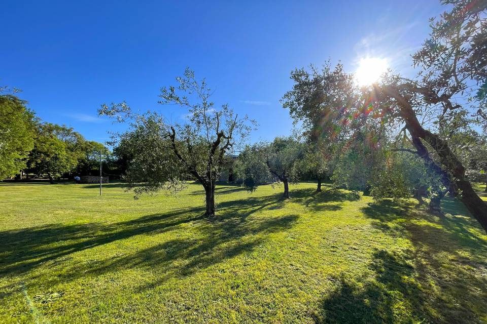 Prato e parco con olivi