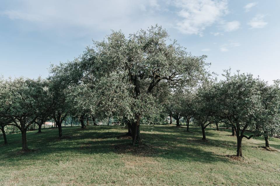 La zona degli Ulivi