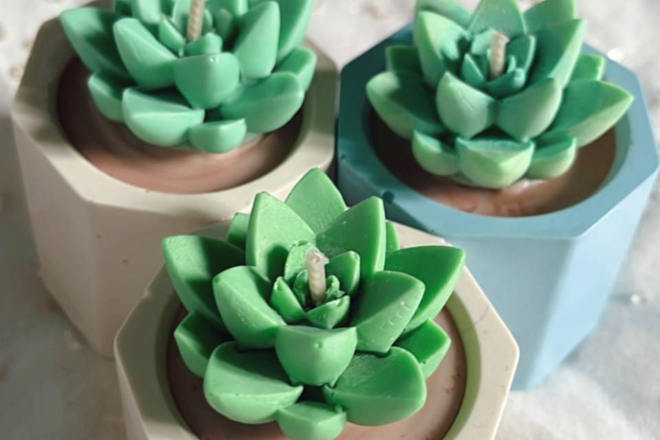 Mini cactus