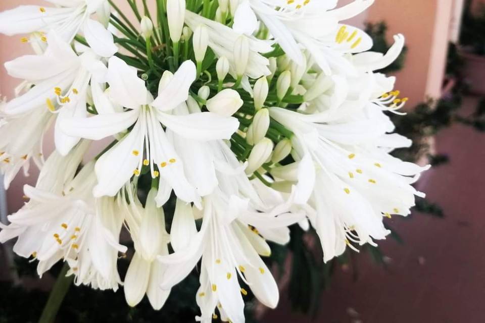 Fiori