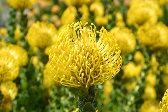 Protea a Kirstenbosch Sudafric