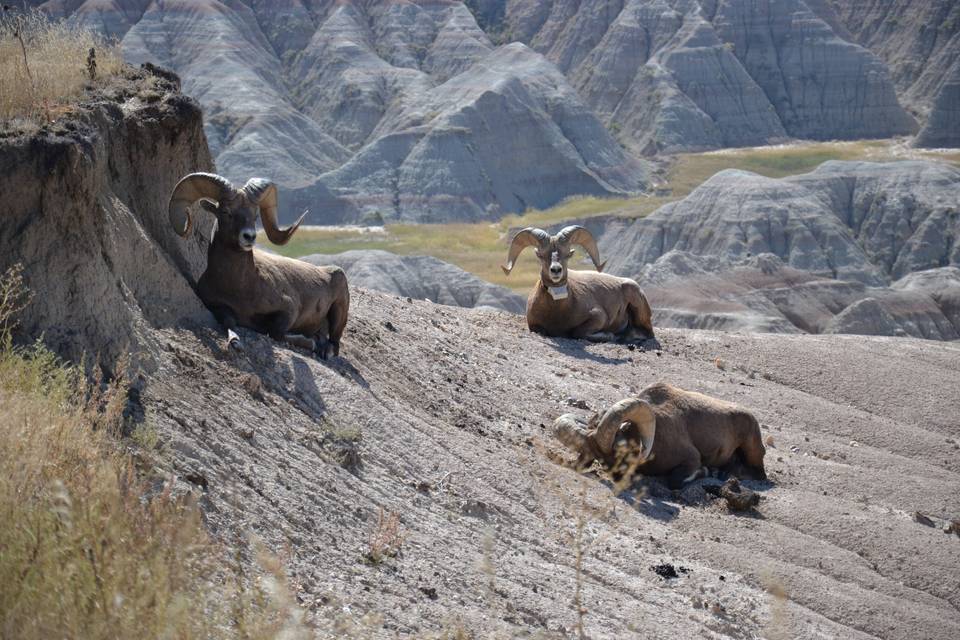 Bighorns in South Dakota