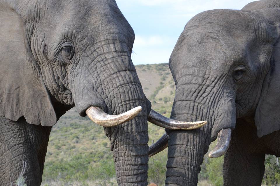 Elefanti Addo National Park