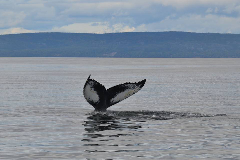 Avvistamento cetacei in Québec