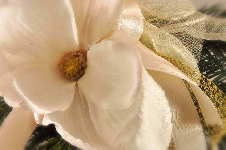 Abete magnolia particolare