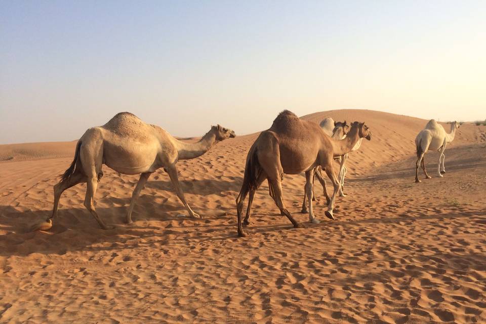 Deserto degli Emirati Arabi