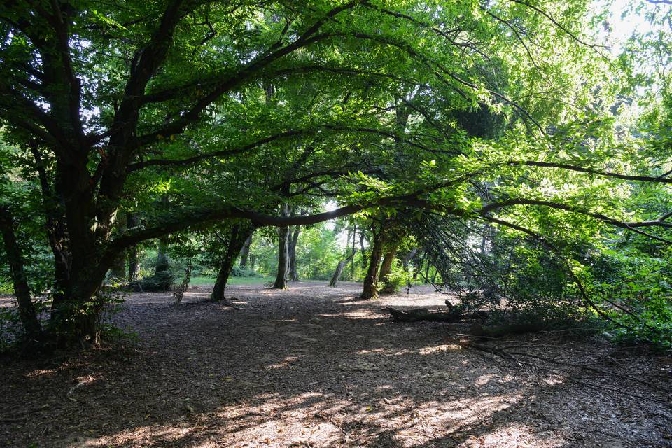 Il Bosco delle Colombaie