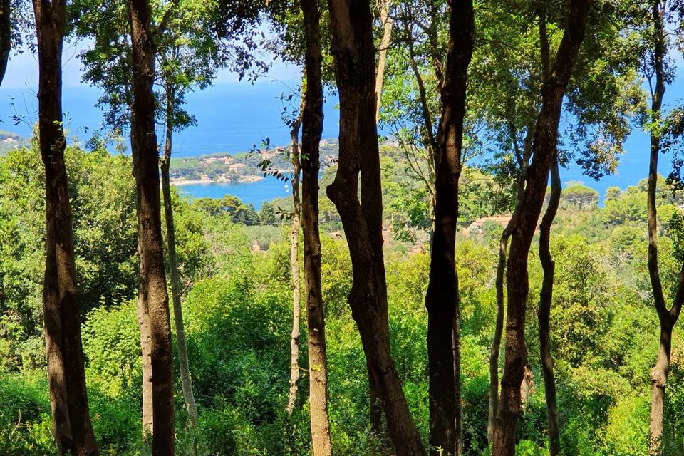 Vista dla bosco