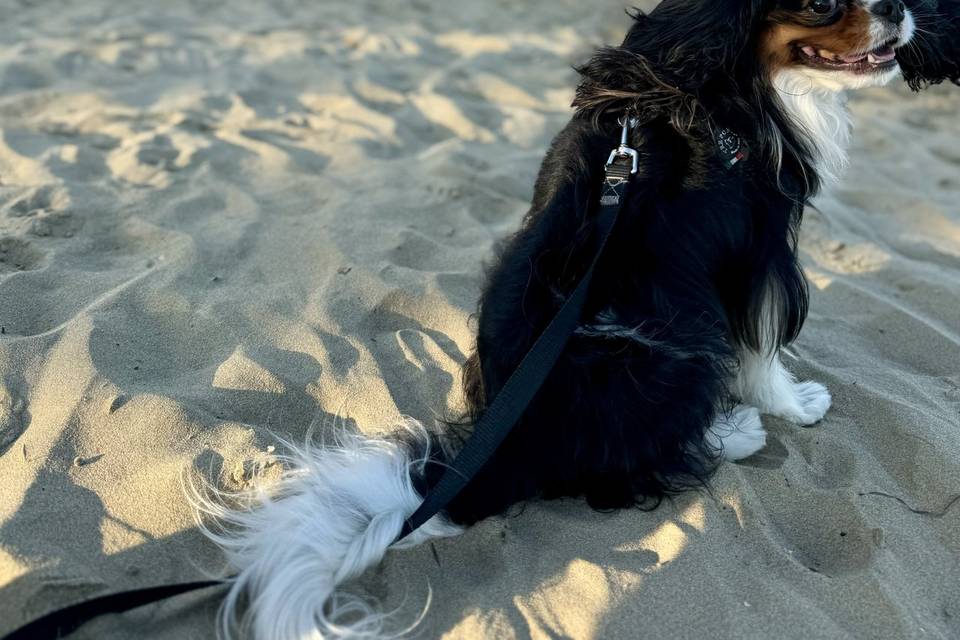 Artù