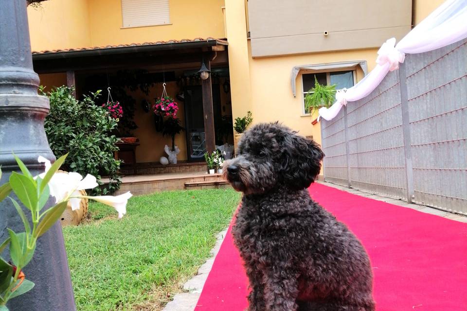 Chiara Wedding Dog Sitter