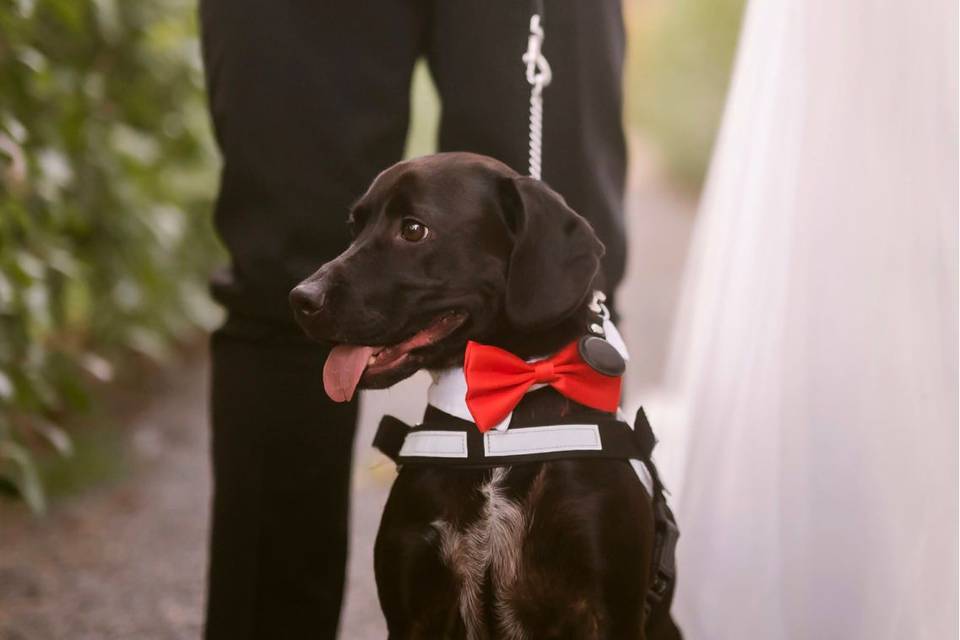 Le origini della toelettatura del cane. - Wedding Dog Sitter