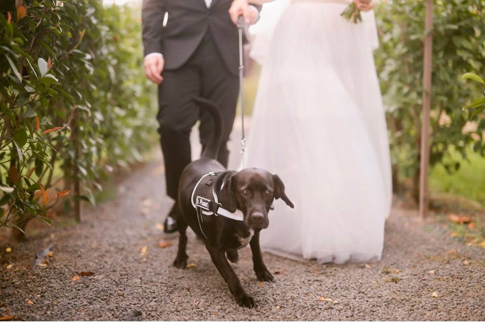 Chiara Wedding Dog Sitter