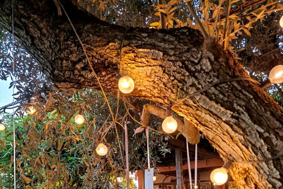 Albero