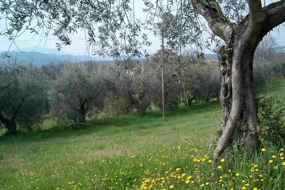 Agriturismo Terra Sabina