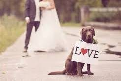 Wedding dog