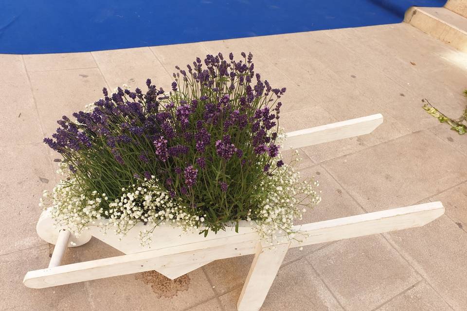 La lavanda