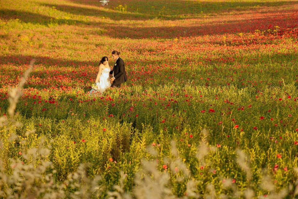 Field of poppies in June