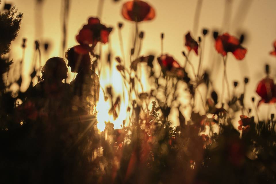 Poppies