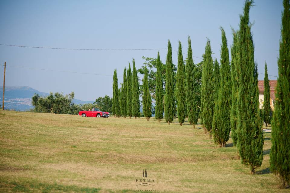Il viale di cipressi