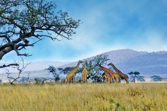 Il Safari in Tanzania