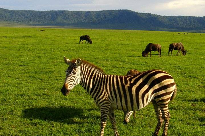 Un Safari in Sud Africa