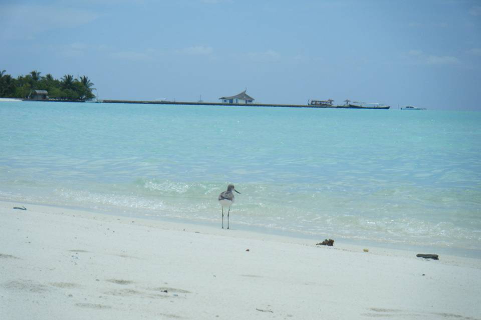 VistiperVoi-Maldive