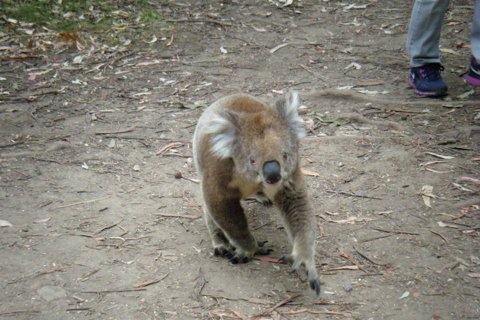 VistiperVoi-Australia