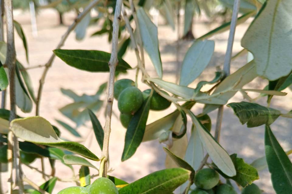 Il Respiro degli Ulivi
