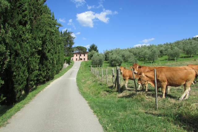 Viale arrivo
