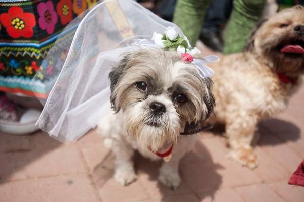 Dogs wedding